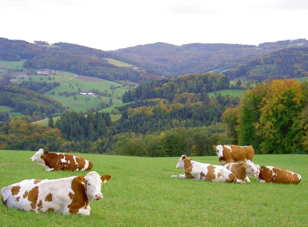 Wald Goelsenhof - Fam. Buechinger别墅 外观 照片